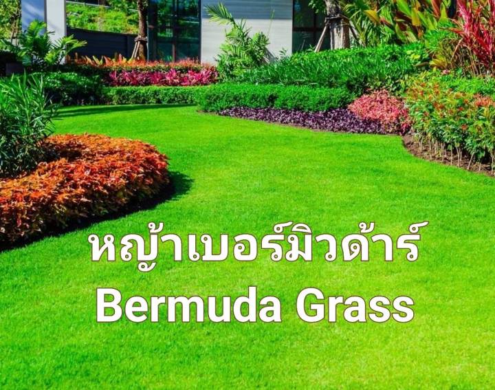 หญ้าเบอร์มิวด้า-bermuda-grass-seeds-เมล็ดพันธุ์หญ้าเบอร์มิวด้า-บรรจุ-3-กรัม