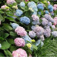 Bunga Hydrangea | Flower Seed - Hydrangea