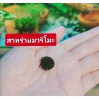 (ร้านใหม่แนะนำ) สาหร่ายมาริโ​มะ​แท้4แถม1พืชแห่งโชค​ การเงิน​ ความรัก​