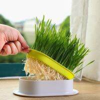 Grass Cat Pet Dish Starter Products Cat Pot Plant Hydroponic Grow Germination Greenhouse Dish Box Sprout Digestion Growing Pet Toys