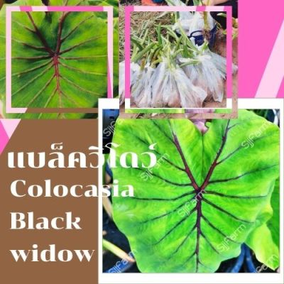 colocasia black widow 1 ต้น  บอนแบล็ควิโดว์ กระดูกใบสีดำคล้ายหน้ากากฟาโรห์ เด่น สวย ส่งแบบตัดใบออก สินค้าพร้อมจัดส่ง