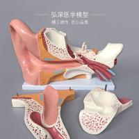 One ear model structure of human body anatomy of the ear ear ear mining ear auditory ent medical teaching mold