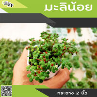 มะลิน้อย ( แครสซูลา ฟรากิริส Crassula expansa ) กระถาง 4 นิ้ว