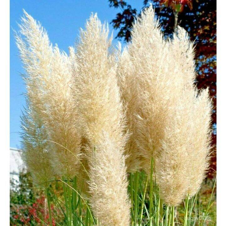 buy one get one free，50 seeds (not plants) Guaranteed germination rate