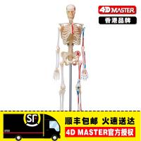 4 d Master human skeleton skeleton model dissection group assembled medical teaching human body model