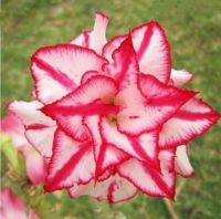 11 เมล็ด เมล็ดพันธุ์ ชวนชม สายพันธุ์ไต้หวัน สีแดง Adenium seed. กุหลาบทะเลทราย Desert Rose ราชินีบอนไซ นำเข้าจากไต้หวัน