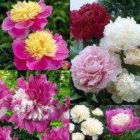 20 เมล็ด เมล็ดโบตั๋น ดอกโบตั๋น ดอกพีโอนี (Peony) คละสี ดอกไม้นี้​เป็นสัญลักษณ์ของความมั่งคั่งร่ำรวย ความซื่อสัตย์ เปอร์เซ็นการงอก 70-80%