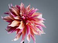 20 เมล็ดพันธุ์ รักเร่ Dahlia Seeds สายพันธุ์ JOCONDO สีม่วง รักเร่ รักแรกพบ ดอกไม้แห่งมิตรภาพ ความรักเริ่มต้น เพาะเลี้ยงง่าย ตั้งโต๊ะทำงาน