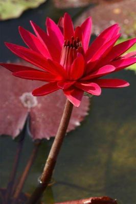 100 เมล็ด เมล็ดบัว สีแดง นำเข้า บัวนอก สายพันธุ์ของแท้ 100% เมล็ดบัว ดอกบัว ปลูกบัว เม็ดบัว ปลูกในโหลแก้วได้ อัตรางอก 85-90%Lotus Waterlily Nymphaea Seed