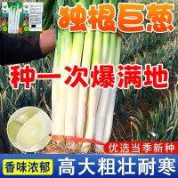 Zhangqiu hardcore scallion high-yield winter cold-resistant Shandong vegetable spring and autumn sowing scallions