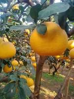 ต้นส้มโอเหลืองเวียดนาม ต้นส้มโอเหลืองน้ำผึ้งเวียดนาม ต้นพันธุ์เสียบยอด ปลูกปีเดียวเริ่มติดดอก ให้ผลดก เนื้อสีเหลืองเหมือนน้ำผึ้ง