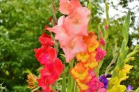 10 หัว แกลดิโอลัส (Gladiolus Bulb) หรือดอกซ่อนกลิ่นฝรั่ง คละสี เป็นดอกไม้แห่งคำมั่นสัญญา ความรักความผูกพัน สินค้าตามรูป