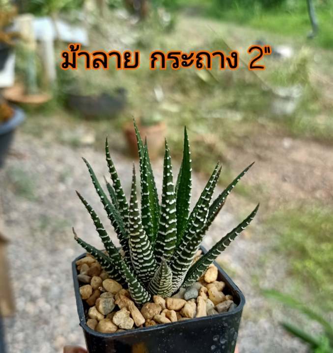 ม้าลาย-ฮาโวเทียใบแข็ง-ไม้แปลกน่าสะสม-ส่งแบบถอดกระถางจ้า