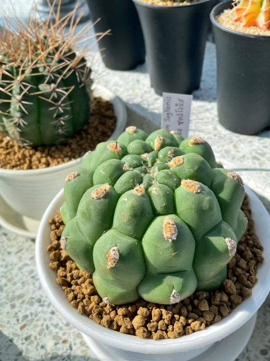 แคคตัสยิมโนซากลิโอนิส-ยิมโนหนังช้างหนามกุด-ขนาด-10-12-cm-gymnocalycium-saglionisแคคตัสสวยๆ