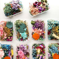 mmico Real Dried Flowers Plants Pressed For Resin Jewellery Making Craft DIY Accessory