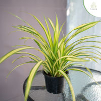 Treeno.9 T115 เศรษฐีเรือนนอก ไม้มงคล (Spider Plant) กระถาง 6 นิ้้ว / สูง 25-30 ซม. / ไม้ประดับ ไม้ฟอกอากาศ ปลูกในบ้านได้ (ต้นไม้)