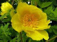 20 เมล็ด เมล็ดโบตั๋น ดอกโบตั๋น ดอกพีโอนี (Peony) สีเหลือง Yellow Peony ดอกไม้นี้​เป็นสัญลักษณ์ของความมั่งคั่งร่ำรวย ความซื่อสัตย์ อัตราการงอกสูง 70-80%