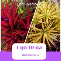 โปรดีล คุ้มค่า ทิลแลนเซีย ขนาดใหญ่ ชุดละ 10 กอ Tillandsia Ionantha 1 กอมี 3-5 หัว ของพร้อมส่ง พรรณ ไม้ น้ำ พรรณ ไม้ ทุก ชนิด พรรณ ไม้ น้ำ สวยงาม พรรณ ไม้ มงคล