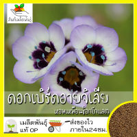 เมล็ดพันธุ์ ดอกเบิร์ดอายจิเลีย กลิ่นหอมคล้ายช็อคโกแลต 100 เมล็ด Birds Eyes (Gilia Tricolor) เมล็ดพันธุ์แท้100% นำเข้าจากต่างประเทศ ดี