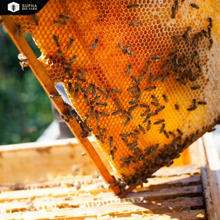 supha-bee-farm-น้ำผึ้งดอกลำไย-100-longan-honey-350g-สุภาฟาร์มผึ้ง-น้ำผึ้งดอกลำไย-ขนาด-350-กรัม