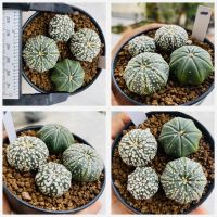 แอสโตรไฟตัม กระถางเดี่ยวและพ็อต แอสทีเรียส นูดัม ซูเปอร์ เว้า ปลาดาว เต่า Astrophytum cactus pot กระบองเพชร แคคตัส