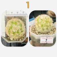 ชำหน่อ แมม คามิเน่บุดดา ไฮบริด สีส้ม บุดดาส้มไฮบริด Mammillaria carmenae buddha Hybrid