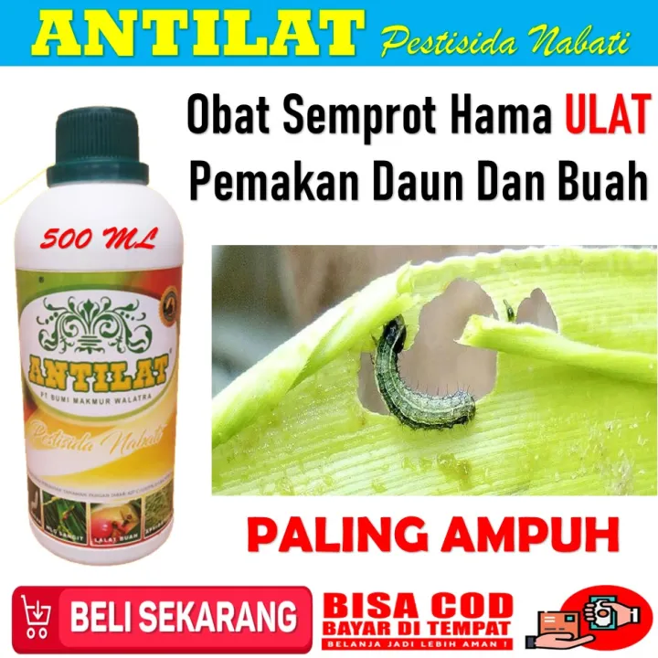 Antilat Obat Hama Ulat Daun Antilat Obat Hama Anti Ulat Paling Ampuh Obat Antilat Atasi Hama 3482