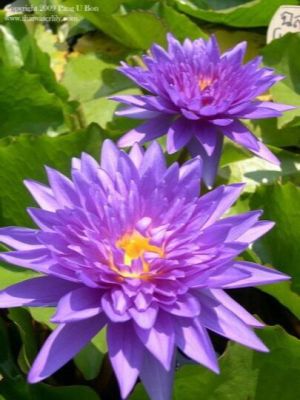 เมล็ดบัว 5 เมล็ด ดอกสีม่วง ดอกเล็ก พันธุ์แคระ จิ๋ว ของแท้ 100% เมล็ดพันธุ์บัวดอกบัว ปลูกบัว เม็ดบัว สวนบัว บัวอ่าง Lotus Seed