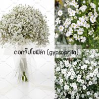 GypsoPhilla ยิปโซฟิลล่าสีขาว บรรรจุ 120 เมล็ด