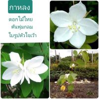 ( PRO+++ ) โปรแน่น.. ต้นกาหลงดอกขาว 1ต้น(ถุง,กระถาง)สูง30-50cm เป็นดอกไม้ไทยโบราณ ดอกสีขาวสะอาด ออกดอกทั้งปี กาหลง ไม้ดอก ราคาสุดคุ้ม พรรณ ไม้ น้ำ พรรณ ไม้ ทุก ชนิด พรรณ ไม้ น้ำ สวยงาม พรรณ ไม้ มงคล