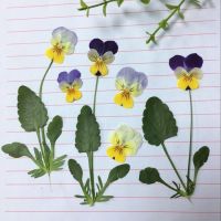 【DT】 hot  60pcs Dried Pressed Pansy Corydalis Suaveolens Hance Flower/Leaves Plants Herbarium For Jewelry Postcard Bookmark Candle Craft