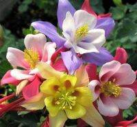 เมล็ดพันธุ์ โคลัมไบน์ aquilegia vulgaris var. stellata columbine barlow 50 เมล็ด เมล็ดพันธุ์นำเข้าจาก อังกฤษ