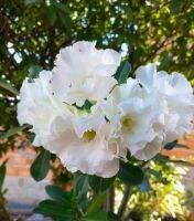 2 เมล็ด เมล็ดพันธุ์ ชวนชม สายพันธุ์ Calla สีขาว Bonsai Desert Rose Adenium Seed กุหลาบทะเลทราย ราชินีทะเลทราย บอนไซ มีคู่มือปลูก