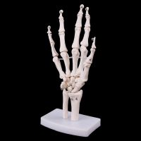 ☃ Medical props model Free postage Hand Joint Anatomical Skeleton Model Human Medical Anatomy Study Tool Life Size