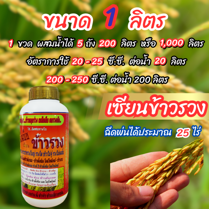 พร้อมส่ง-เซียนข้าวรวง-1-ลิตร-ซื้อ1แถม1-ฮอร์โมนบำรุงข้าว-ปุ๋ยฉีดข้าว-ฮอร์โมนฉีดข้าว-อาหารเสริมข้าวตั้งท้อง-ฮอร์โมน