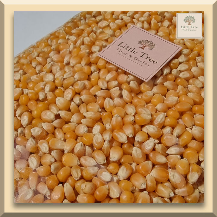 เมล็ดข้าวโพดดิบ-เม็ดข้าวโพด-popcorn-ป๊อปคอร์น-ข้าวโพดคั่ว-500-กรัม-mushroom-มัชรูม-สะอาด-คุณาพดี