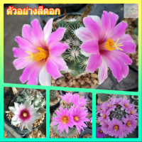 ??แมมชูแมน?? Mammillaria Schumannii ไม้เมล็ด  ขนาด  4-5 ซม. ต้นกระบองเพชร ต้นแคคตัส (แคคตัส กระบองเพชร)