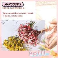 1 Bouquet Mini Babysbreathดอกไม้แห้งMini Babysbreathธรรมชาติสดรักษาสภาพแบบทำให้แห้งดอกไม้ขนาดเล็กดอกไม้แห้งจากธรรมชาติBouquetแห้งดอกไม้กดMiniตกแต่งถ่ายภาพฉากหลังตกแต่ง