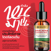 สารสกัดสมุนไพรธรรมชาติ  กำลังหนุมาน (Dracaena Conferta Ridl) ชนิดน้ำ (ดู่ทุ่งเรียกพี่) เข้มข้น 25 มล.