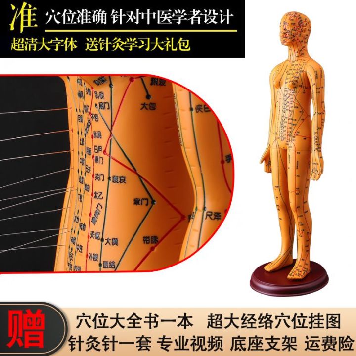 zhenghe-acupuncture-acupuncture-body-model-meridian-acupuncture-model-รูปภาพแพทย์แผนจีนทั้งตัว