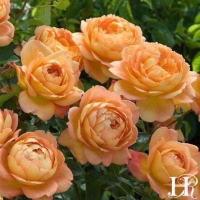 30 เมล็ด เมล็ดพันธุ์ Lady of Shalott สายพันธุ์อังกฤษ ดอกกุหลาบ นำเข้าจากอังกฤษ ดอกใหญ่ พร้อมคู่มือปลูก English Rose Seeds