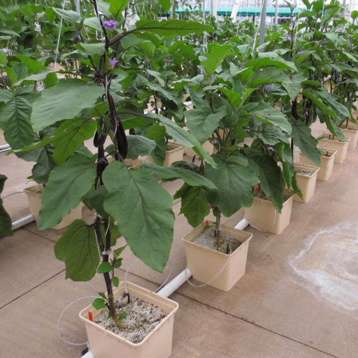 Dutch Bucket Plastic Bato Bucket Hydroponic Dutch Bucket System For