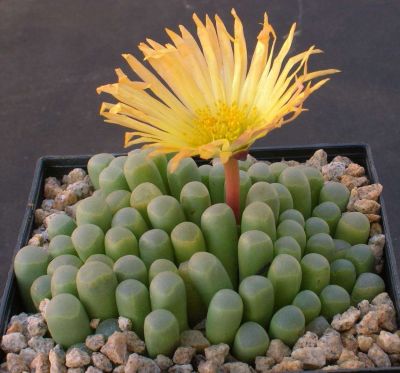 50 เมล็ดพันธุ์ เมล็ด ซักคิวเลนต์ หรือ ไม้อวบน้ำ กระบองเพชร เฟเนสตราเรีย (Fenestraria) Succulent Seed อัตราการงอกสูง 80-85%