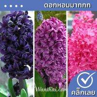 ( PRO+++ ) โปรแน่น.. หัวไฮยาซิน Mix 3 สี ดอกไฮยาซินธ์มีกลิ่นหอม  ขายหัวลิลลี่ ว่านสี่ทิศ ทิวลิป เมล็ดดอกไม้ ต้นไม้ฟอกอากาศ ไม้ดอก ราคาสุดคุ้ม พรรณ ไม้ น้ำ พรรณ ไม้ ทุก ชนิด พรรณ ไม้ น้ำ สวยงาม พรรณ ไม้ มงคล