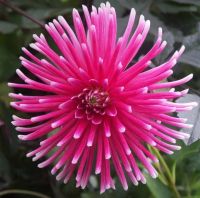 1 หัว/ออเดอร์ รักเร่ Dahlia สายพันธุ์ Pianella หัวรักเร่ ดอกไม้ หัวหน่อ เหง้า นำเข้า เนเธอร์แลน หัวสดใหม่