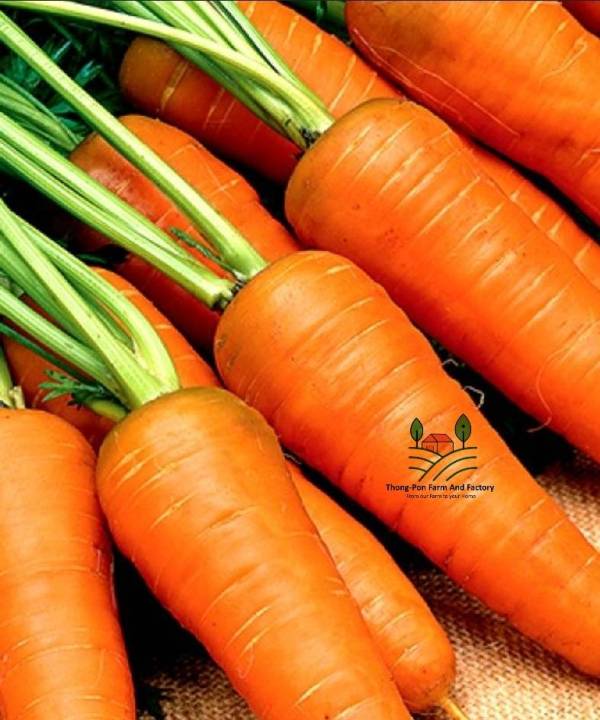 แครอท-แครอทชินคูโรดะ-shin-kuroda-carrot-seed-เมล็ดพันธุ์แครอท-บรรจุ-50-เมล็ด-10-บาท