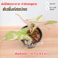 ต้นเงินไหลมาด่างชมพู ซินโกเนียมพิ้งค์สแปลช syngonium pink splash ขนาดกระถาง 4-5 นิ้ว ไม้สีชมพู ไม้ด่าง ไม้สะสม