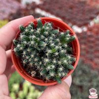 ขายดีอันดับ1 ไม้โขด Trichodiadema Densum กุหลาบหิน cactus&amp;succulentหลากหลายสายพันธุ์ ส่งทั่วไทย ต้นไม้ ฟอก อากาศ กระถาง ต้นไม้ ไม้ ประดับ ต้นไม้ ปลูก ใน บ้าน