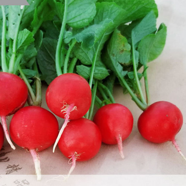 เมล็ดแรดิช-500เมล็ด-radish-seed-หัวผักกาด-หัวผักกาดฝรั่ง-หัวผักกาดแดง