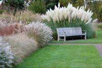 100 เมล็ดหญ้า หญ้าภูเขา หญ้าแพมพัส Pampas grass แปมปัส นำเข้าจาก USA อัตราการงอกสูง 80-85%